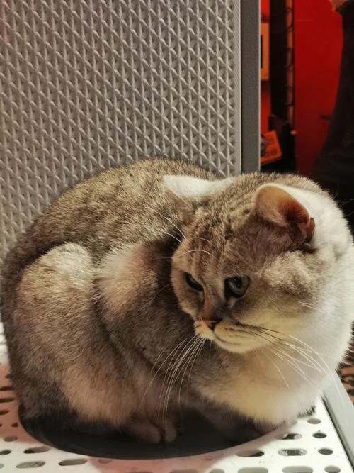 野猫影院免费在线观看 - 最新热播剧集、高清电影资源与独家动漫番剧一站式追剧平台
