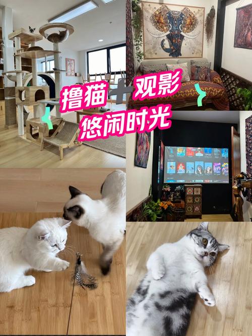 五五影院的相关介绍
